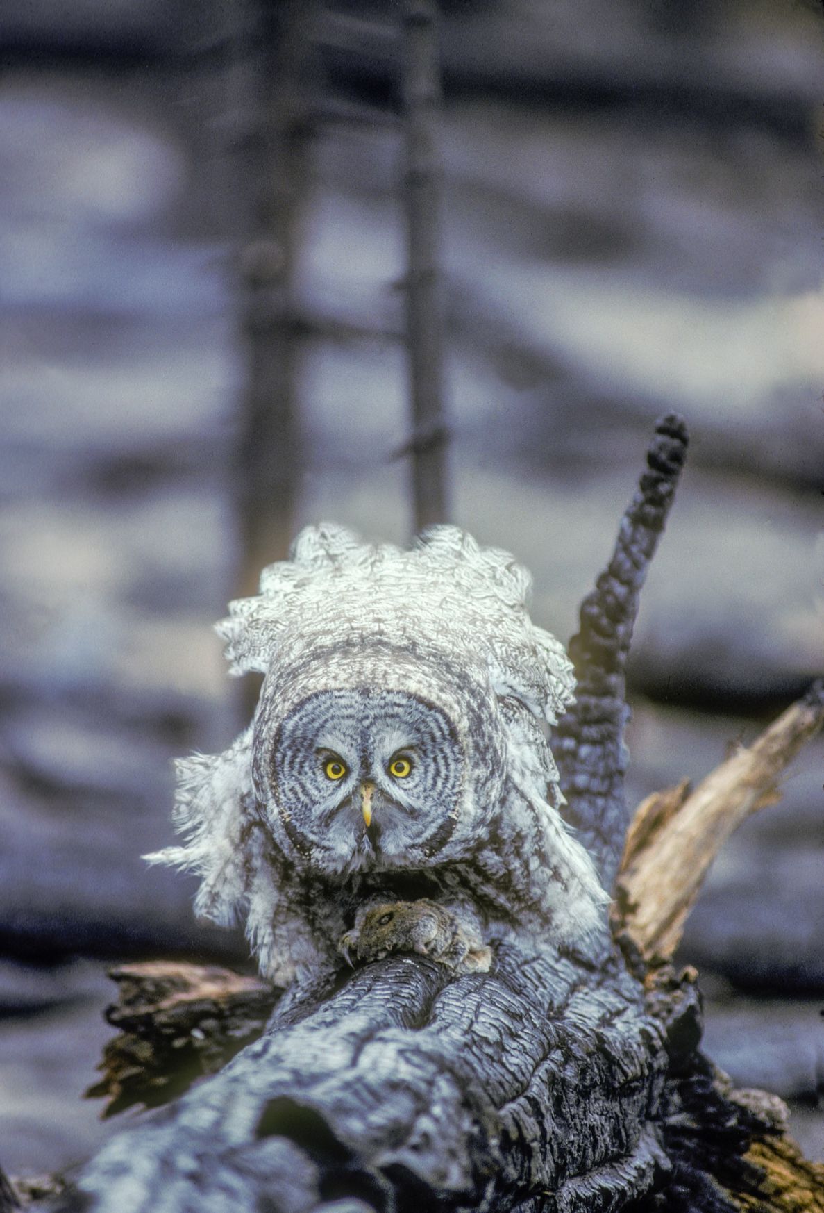 Owls